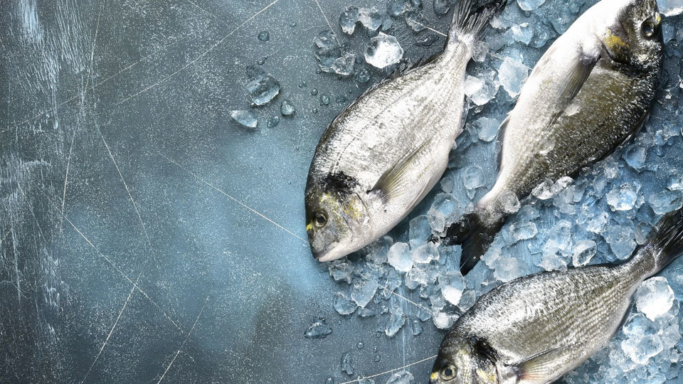 frozen fish safely sitting on ice to keep fresh